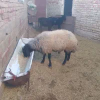 قوچ اصیل چال