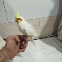 جوجه عروس هلندی