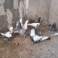 کبوتر (خرامه)|پرنده|شیراز, سعدیه شمالی|دیوار