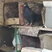 کفتر|پرنده|هرند, |دیوار