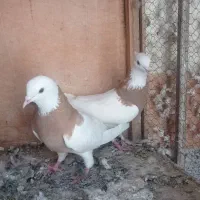 طوقی