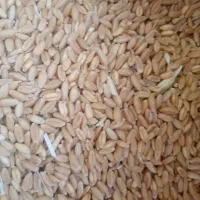 گندم دیم زنجان