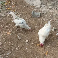 مرغ و خروس گلین|حیوانات مزرعه|شاهدشهر, |دیوار