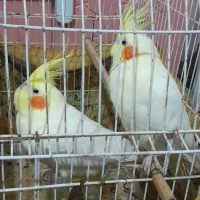 عروس هلندی|پرنده|سراوان, |دیوار