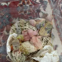 کوتوله سرلاکی