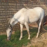 اسب مادیون|اسب و تجهیزات اسب‌سواری|نوبران, |دیوار