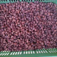 فروش ریزه آجیلی خاصویی درجه یک
