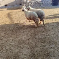 دورس قوچ سنجابی اصیل|حیوانات مزرعه|بروجرد, |دیوار