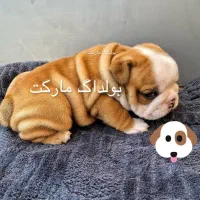 توله بولداگ