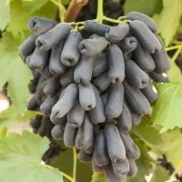 فروش نهال های خوشه ای|خدمات باغبانی و درختکاری|شاهینشهر, برخوار غرب|دیوار