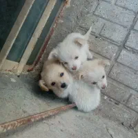 واگذاری توله های اشپیتز