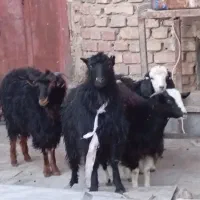 دوتاکهره یک سال چتی ودوتاکهره کله سفید۶ماه