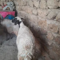 ۱۰عدد گوسفند همه شیره دار آبستن پستان کرده|حیوانات مزرعه|ایلام, |دیوار