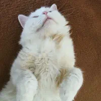 گربه نژاد اصیل|گربه|تهران, صادقیه|دیوار