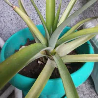 آناناس  دو ساله