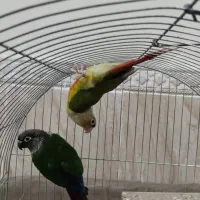 عروس هلندی مولد