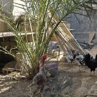 خروس اوشامو و مرغ افغان|حیوانات مزرعه|کاکی, |دیوار