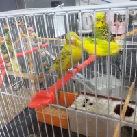 مرغ عشق|پرنده|اصفهان, فجر|دیوار