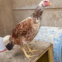 مرغ لاری نژاد دار