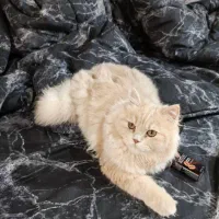 گربه بریتیش