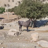فروش اسب