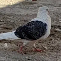 یه جفت دوکت|پرنده|دره شهر, |دیوار