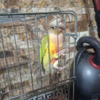 طوطی گرینچیک