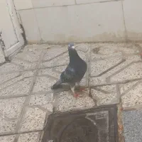 یک جفت کفتر قره پولک جانسون