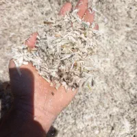 خوراک دام وطیور چغندر و سیب مخصوص گاو و گوسفند|لوازم جانبی حیوانات|رشت, توشیبا|دیوار