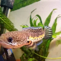 چانا گلدن کبرا (سینگل)