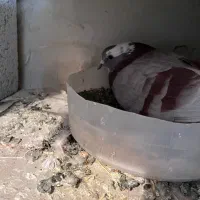 کبوتر|پرنده|اشنویه, |دیوار