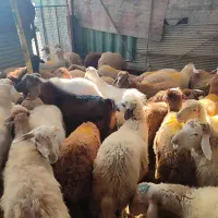 پخش گوسفند زنده در تهران با قصاب رایگان|حیوانات مزرعه|تهران, گیشا|دیوار