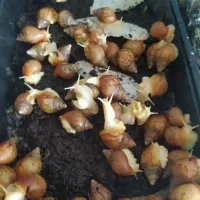 حلزون آچاتینا