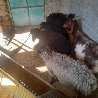 بره|حیوانات مزرعه|داراب, |دیوار