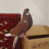 نر دم سفید چشم سفید