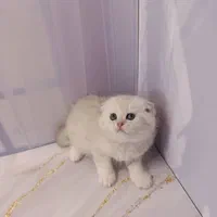 کانال گربه های بریتیش و اسکاتیش Meow Hop|گربه|اهواز, کیانپارس |دیوار