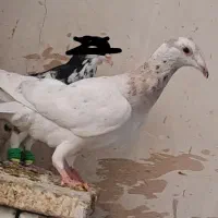 کفتر صید پرشی کفتر پلاکی آلمانی مسافتی کله سار|پرنده|مشهد, شهید معقول|دیوار