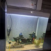 آکواریم شیشه خم|ماهی|مریوان, |دیوار