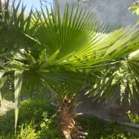 پالم|گل و گیاه طبیعی|کومله, |دیوار