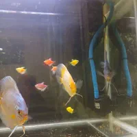 ماهی دیسکس زیبا