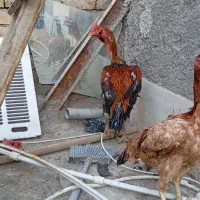 ی خروس لاری اصیل