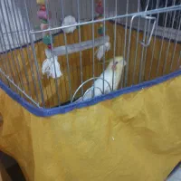 عروس هلندی سخنگو|پرنده|اسلام‌‌آباد غرب, |دیوار