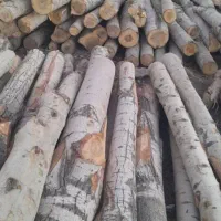 بریدن و هرس کردن درخت|خدمات باغبانی و درختکاری|شهریار, ابراهیم‌آباد|دیوار