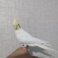 جوجه عروس هلندی|پرنده|ملایر, |دیوار