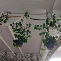 فروش استثنایی پتوس اسکاندیس|گل و گیاه طبیعی|کهک, |دیوار