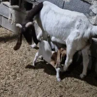 بز گوسفند گاو بزغاله دوعدد دوقلوو اهواز شادگان