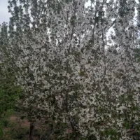 ۱۰۰۰متر درخت ۱۵ساله مجوزساخت  فروش فوری  نصف قیمت