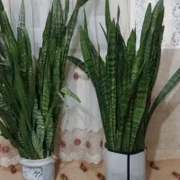 گل سانسوریا