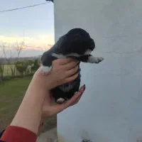 توله سگ شیتزو تریر