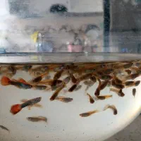 ماهی گوپی|ماهی|تهران, بهداشت|دیوار